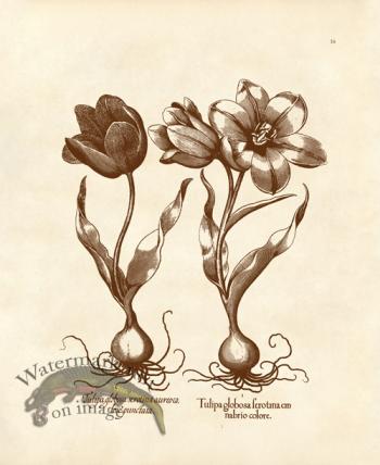 Besler 16 Tulips